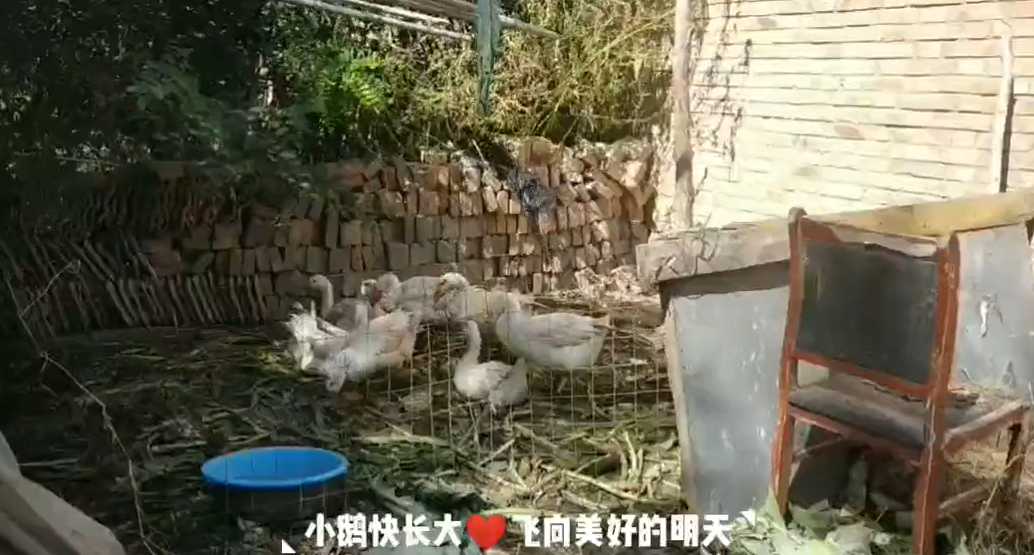 不忘初心牢記使命——打贏脫貧攻堅戰(zhàn)王樹華家