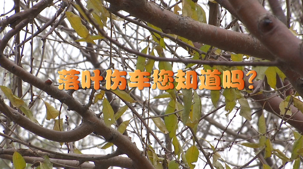 落葉傷車您知道嗎？