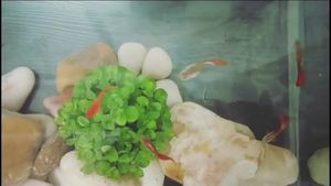 快樂(lè)的小魚