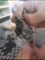 遠(yuǎn)方而來(lái)的特產(chǎn)