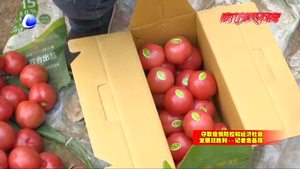 永清：綠色鮮菜日供北京達600噸