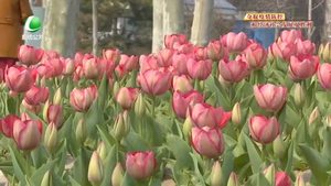 文化藝術中心的郁金香如期開放 處處充滿春天的味道