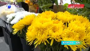 清明節(jié)鮮花走俏 價格親民品質優(yōu)