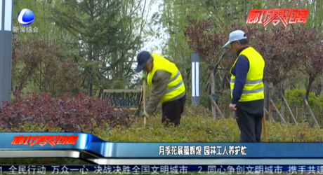 月季花展蘊(yùn)輝煌 園林工人養(yǎng)護(hù)忙