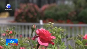 市區(qū)道路花開正當(dāng)時 市民齊贊如畫