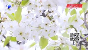 疫情難掩春風(fēng)來(lái) 春到梨花賞梨花