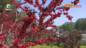 市區(qū)道路花開正當(dāng)時 市民齊贊美如畫