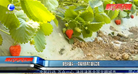 食在好源頭——草莓的營養(yǎng)價(jià)值與功效