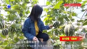 “線上銷(xiāo)售+入園采摘”黨建大棚甜瓜喜豐收