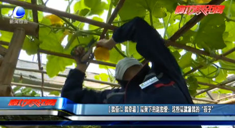 【我奮斗 我幸?！抗霞芟碌内w俊愛：這些瓜就像我的“孩子”