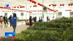 永清縣恒美國際花都：鮮花爭奇斗艷 游客紛至沓來