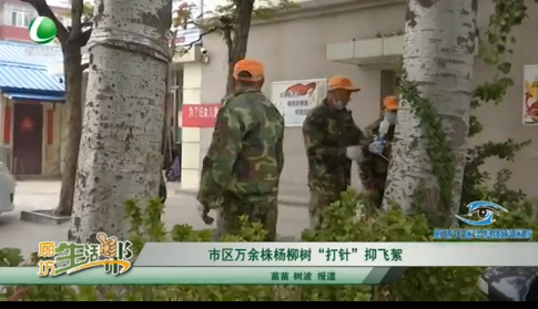 市區(qū)萬余株楊柳樹“打針”抑飛絮