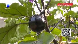 科技成果示范基地：日光溫室甜椒、番茄、茄子優(yōu)良品種示范