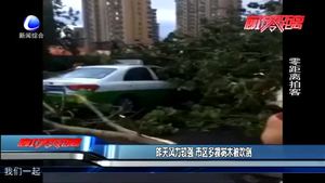 昨天風(fēng)力較強  市區(qū)多棵樹木被吹倒