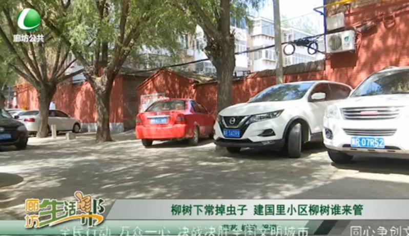 柳樹下常掉蟲子 建國里小區(qū)柳樹誰來管