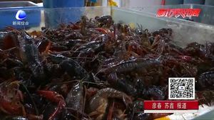 美味龍蝦季也有煩惱 吃小龍蝦過敏了怎么辦？