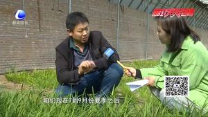 科技成果示范基地：日光溫室韭菜、黃瓜、草莓優(yōu)良品種示范