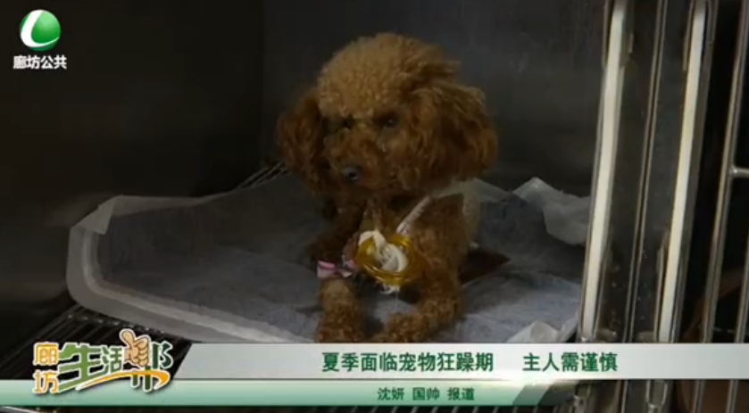 夏季面臨寵物狂躁期 主人需謹慎