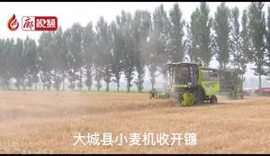 廊視頻 | 大城縣小麥機收開鐮