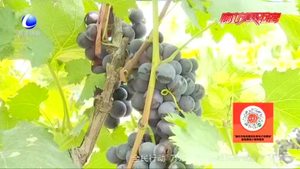 十五萬(wàn)多斤葡萄滯銷(xiāo) 里瀾城村民求助找銷(xiāo)路