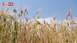 廊視頻 | 杜絕餐飲浪費