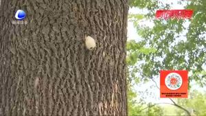 零距離·熱線：樹上生蟲繭？相關(guān)部門回應(yīng)：可生物防治美國白蛾 無害！