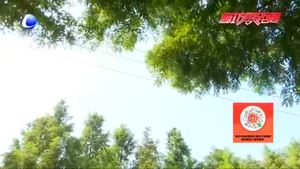 香河縣高莊村大力發(fā)展特色種植 鼓起農(nóng)民錢袋子