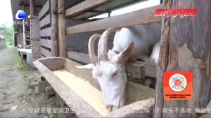 農(nóng)博士 話(huà)農(nóng)事：山羊夏季飼養(yǎng)管理