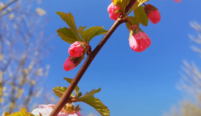 美麗廊坊我的家，文明創(chuàng)建靠大家 