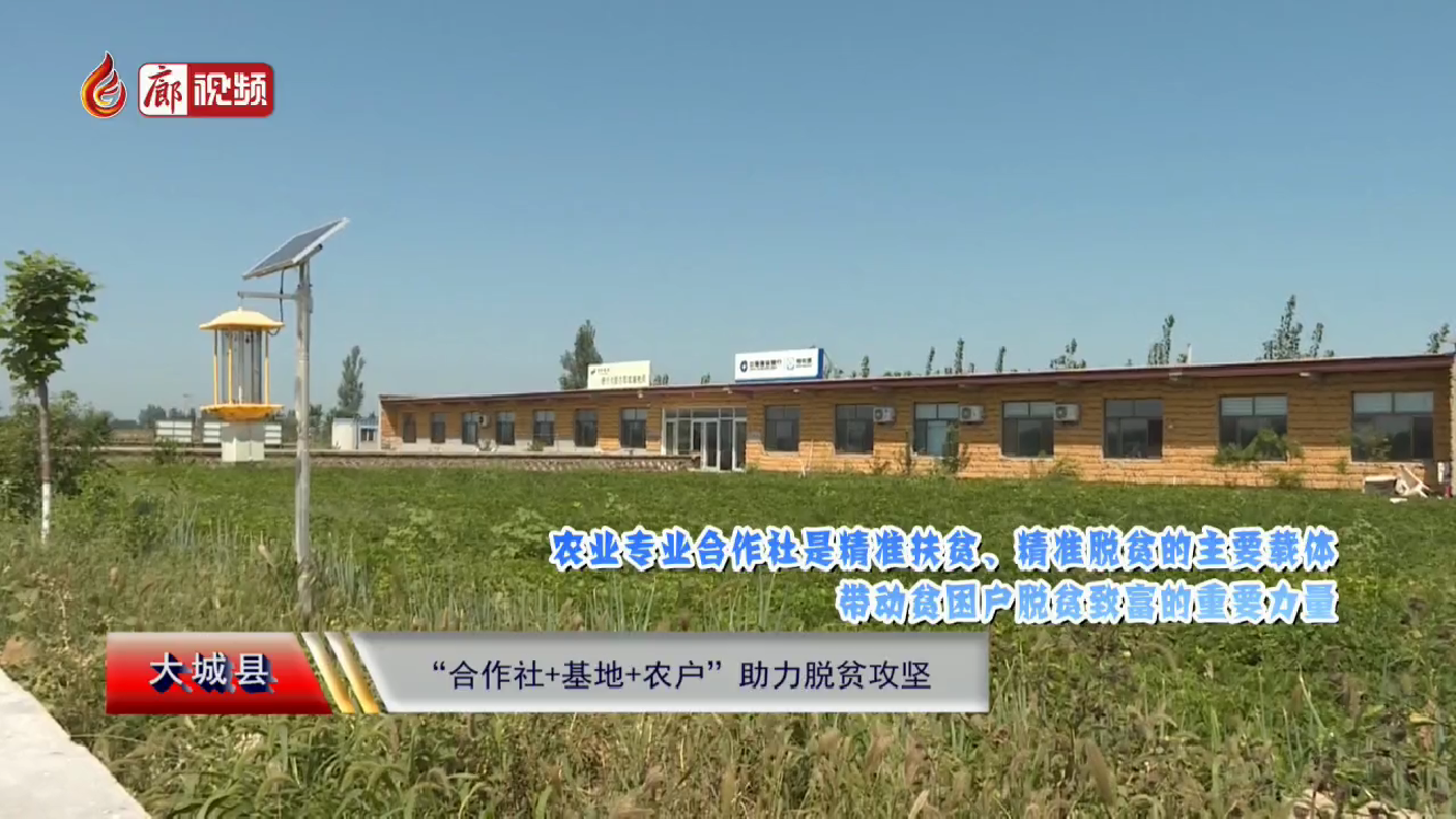 廊視頻 | 大城縣“合作社 基地 農(nóng)戶”助力脫貧攻堅(jiān)