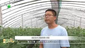 【走向我們的小康生活】永清縣大青垡村：設施農(nóng)業(yè)為村民帶來好日子