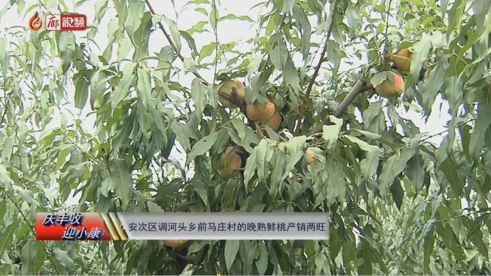 廊視頻 | “慶豐收迎小康”——安次區(qū)調(diào)河頭鄉(xiāng)前馬莊村的晚熟鮮桃產(chǎn)銷(xiāo)兩旺