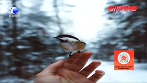 虐待動(dòng)物屢禁不止 市民期待盡快立法