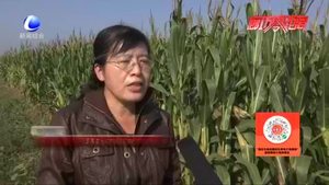 農(nóng)技人員提醒：適時(shí)種好小麥 保全年糧食穩(wěn)定增收