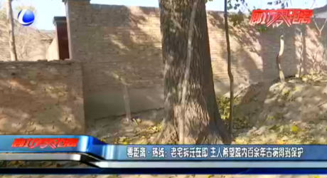 零距離·熱線：老宅拆遷在即 主人希望院內(nèi)百余年古樹得到保護