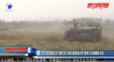 【走向我們的小康生活】稻花香里說(shuō)豐年 裴務(wù)村水稻喜獲豐收