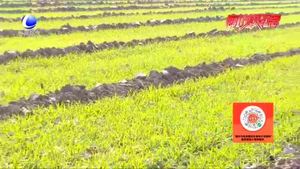 農(nóng)博士 話(huà)農(nóng)事：如何防護(hù)麥苗順利度過(guò)寒冬