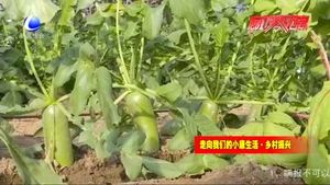 香河縣大力發(fā)展特色農業(yè) 助力鄉(xiāng)村振興