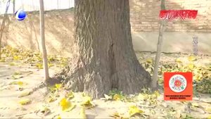 老宅古樹申請保護(hù) 申請材料提交后無果