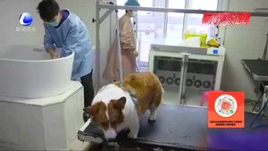 【記者調(diào)查】寵物醫(yī)保 你怎么看？