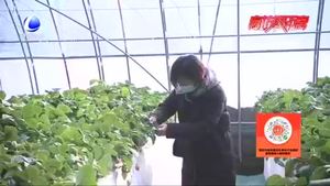 固安周家務(wù)卡爾叔叔幸福農(nóng)場：新鮮果蔬線上銷售 百姓餐桌菜品齊全