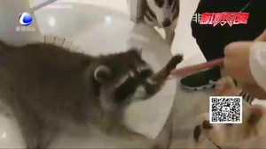 【法在身邊】在咖啡店被小動(dòng)物咬傷誰(shuí)擔(dān)責(zé)？