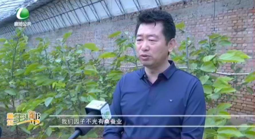 永清樂椹莊園：引進(jìn)特色桑葚 宣傳桑蠶文化