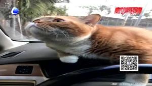 寵物乘車(chē)出行 安全隱患多