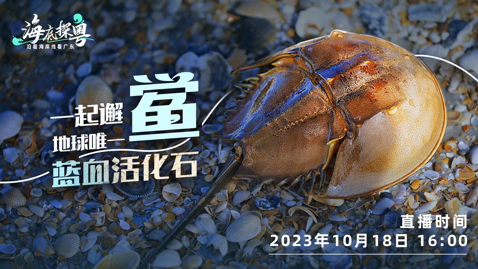 直播 | 一起邂“鱟”地球唯一“藍(lán)血活化石”！