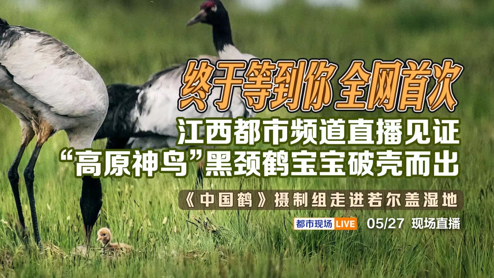 終于等到你 全網(wǎng)首次！江西都市頻道直播見(jiàn)證“高原神鳥(niǎo)”黑頸鶴寶寶破殼而出——《中國(guó)鶴》攝制組走進(jìn)若爾蓋濕地