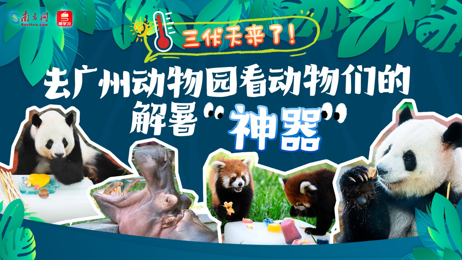 三伏天來(lái)了！去廣州動(dòng)物園看動(dòng)物們的解暑“神器”