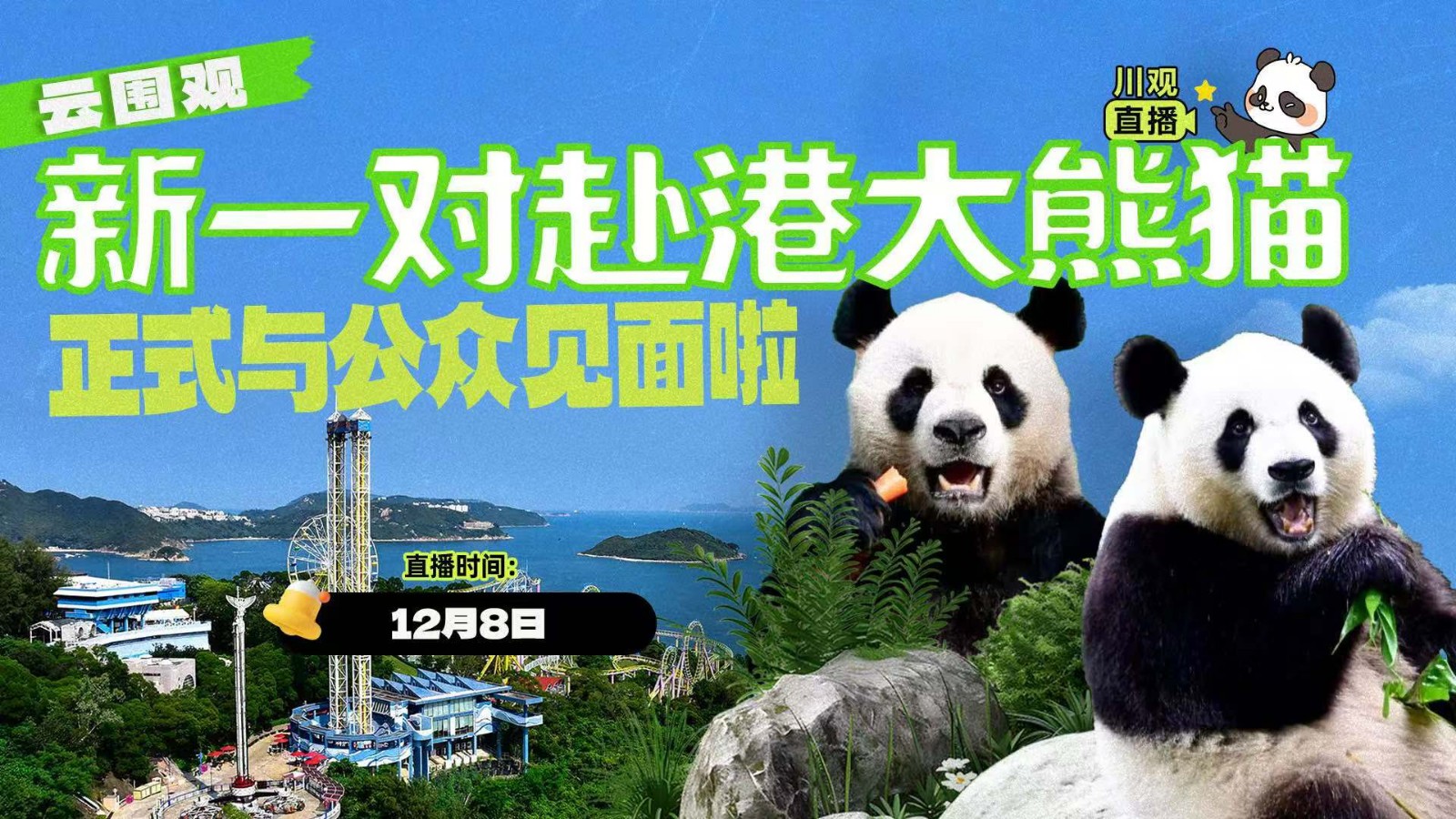 云圍觀！新一對(duì)赴港大熊貓正式與公眾見(jiàn)面啦