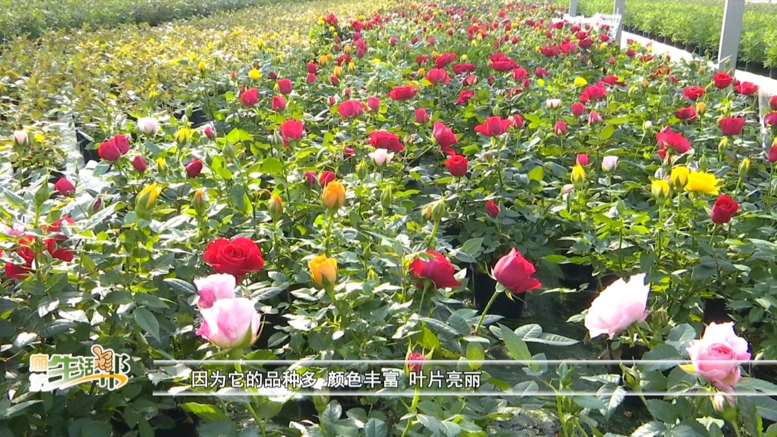 微型玫瑰種植 拓寬群眾致富路