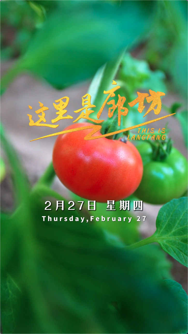 【這里是廊坊】固安縣興蘆番茄種植基地